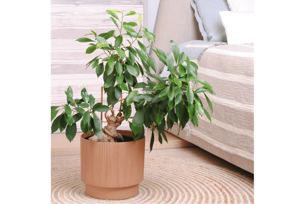 128029 ghiveci oslo cu insertie d20 cm aleana 7
