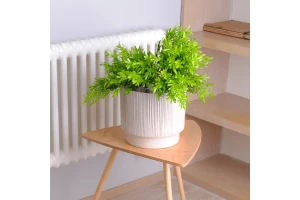 128027 ghiveci oslo cu insertie d12cm aleana, white rose