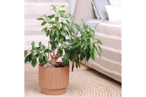 128030 ghiveci oslo cu insertie d24 cm aleana, caramel