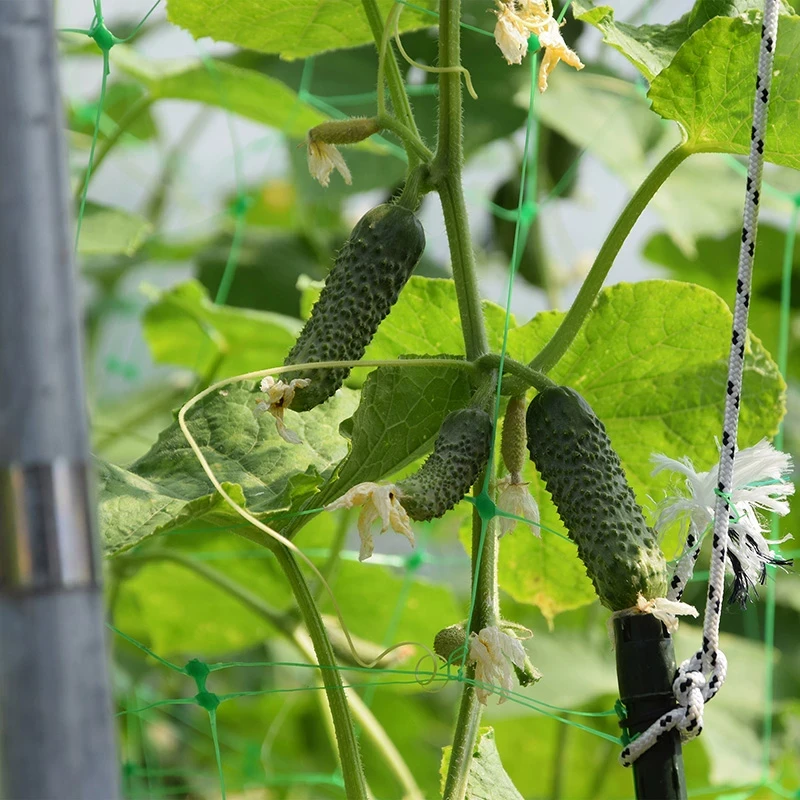 Sera gradina profesionala demetra italia, 27m2, 6-4.5-2.5m 8