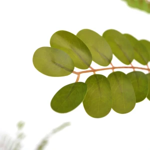 Arbore phyllanthus emblica Thumbnail 2